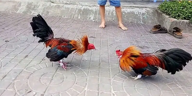 Đá gà King88